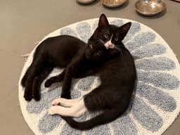 Joules Bonded With Newton image 2