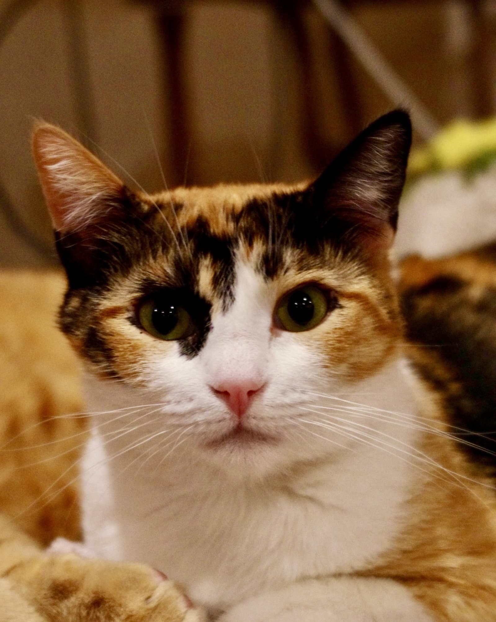 Birdie Bonded With Georgie - Domestic Short Hair
