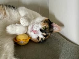 Birdie Bonded With Georgie image 2