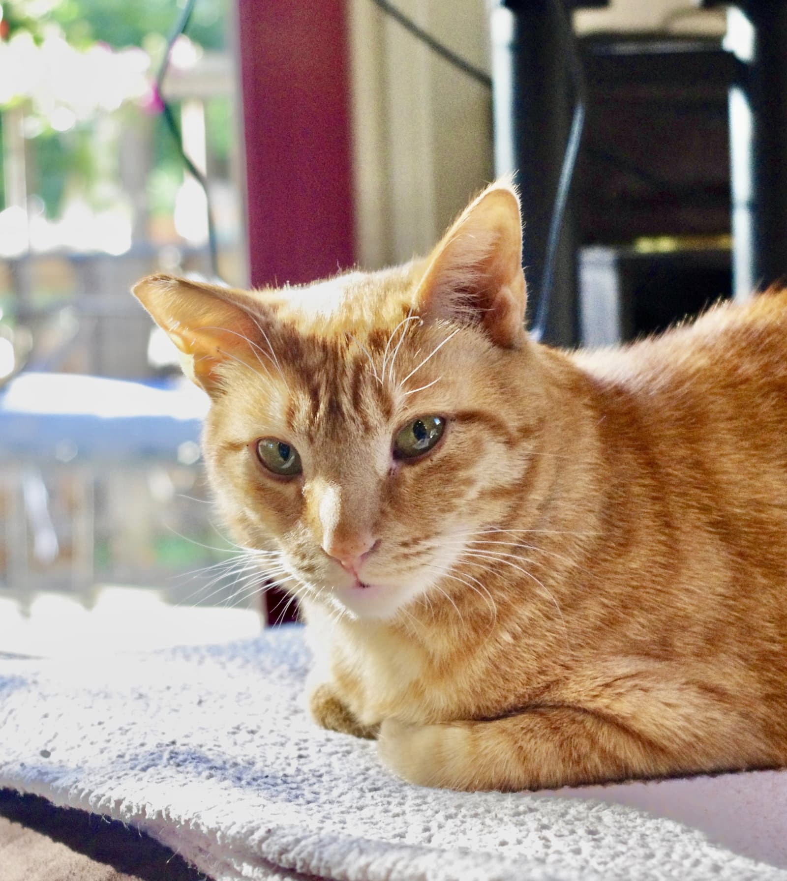Georgie Bonded With Birdie - Domestic Short Hair