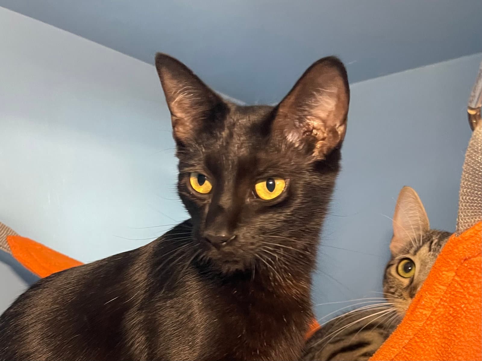 Adelaide Bonded With Sydney - Domestic Short Hair