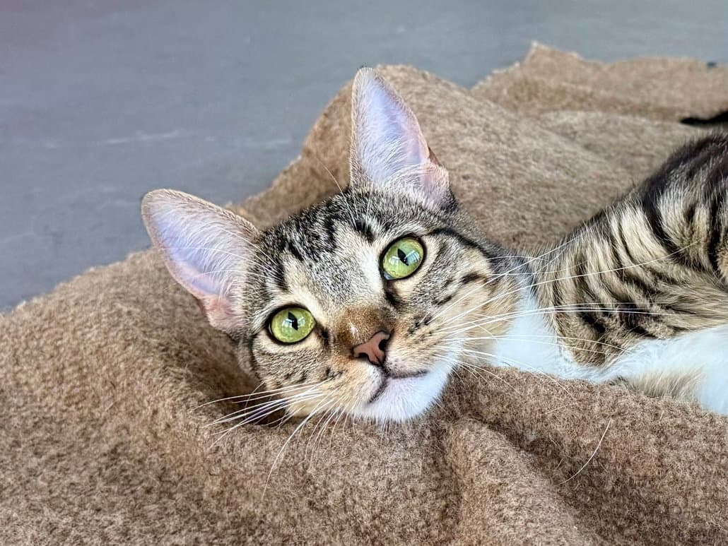 Sydney Bonded With Adelaide - Domestic Short Hair