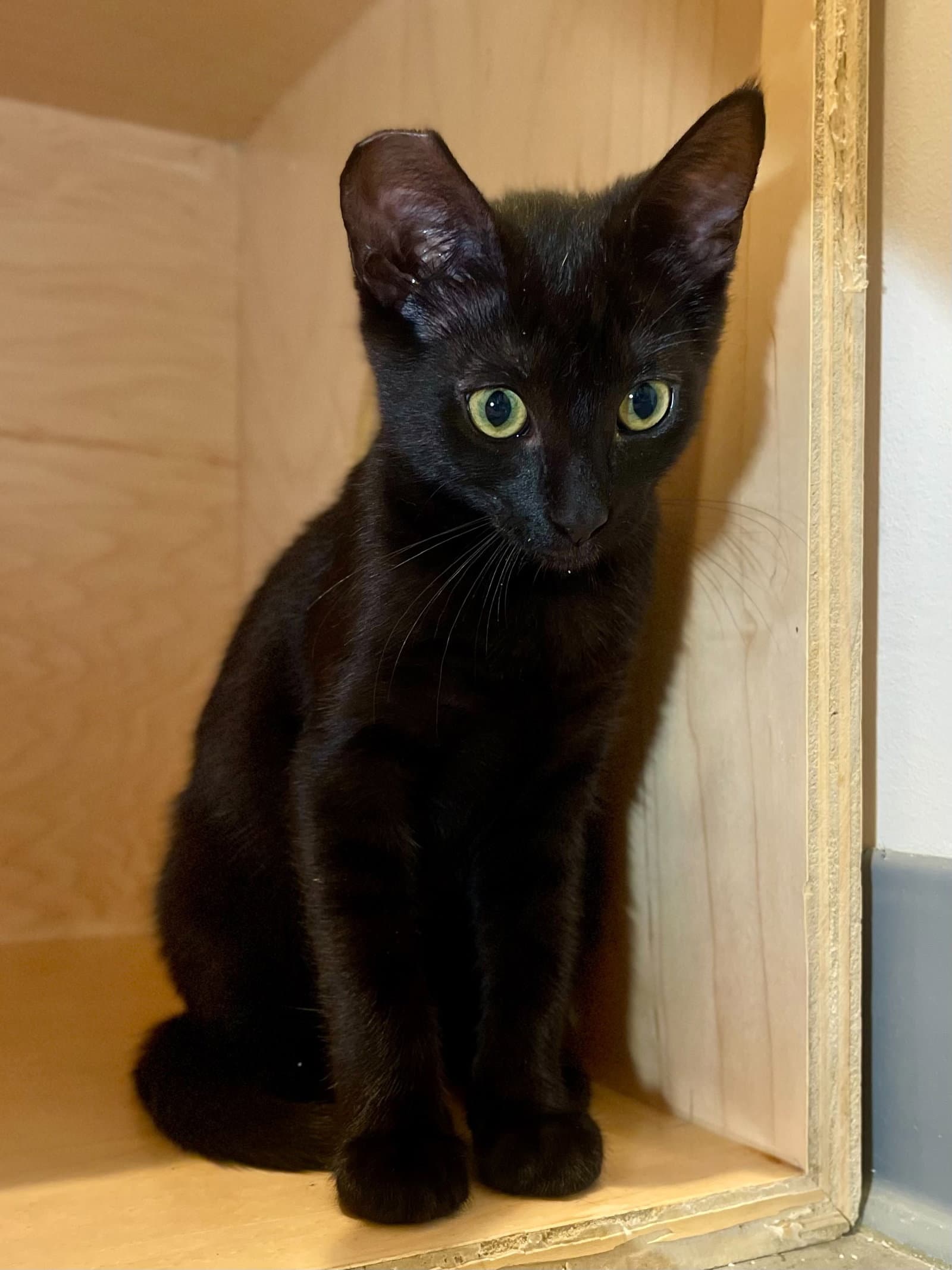 Greta - Domestic Short Hair