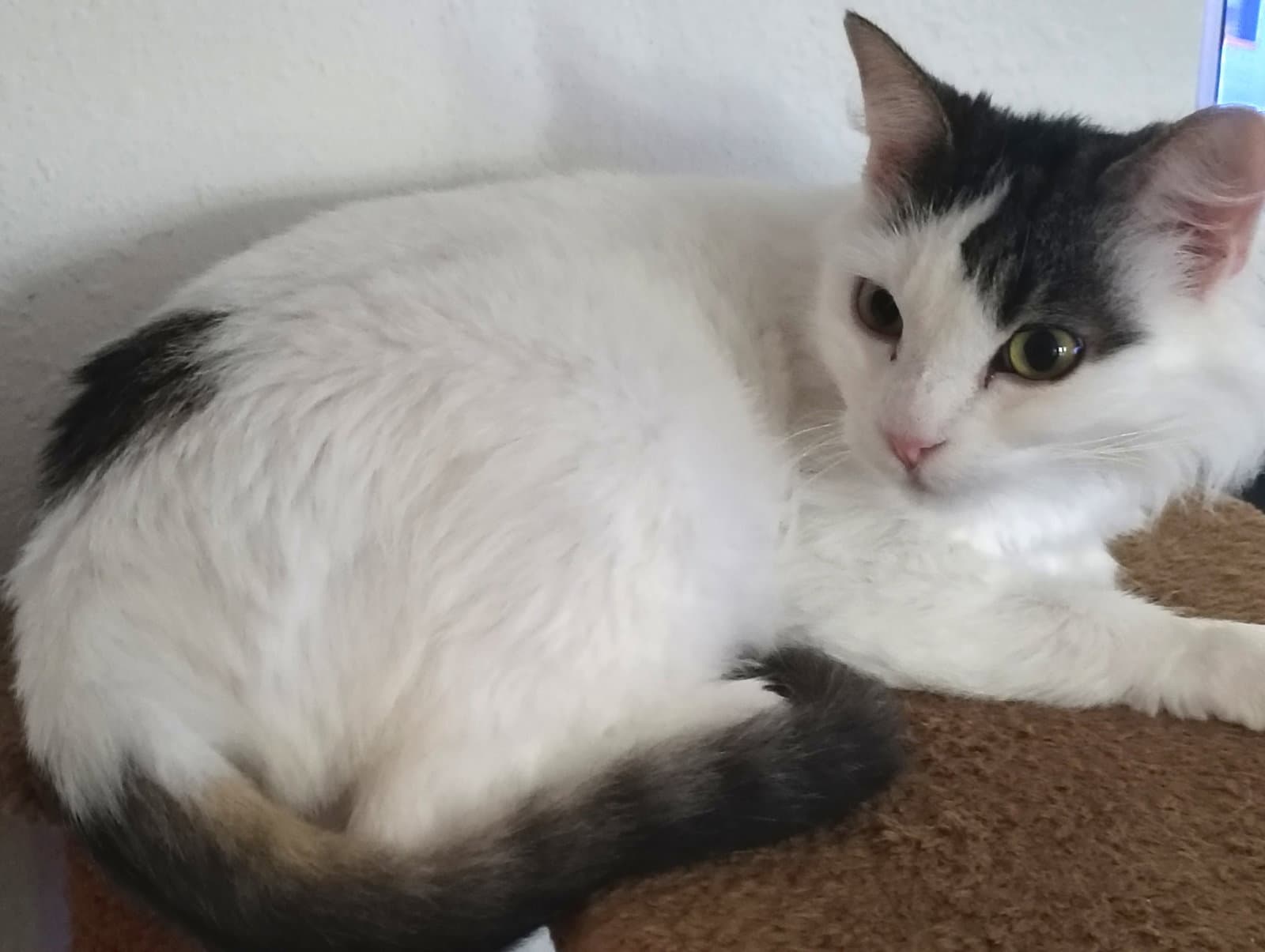 Milkshake Bonded With Sundae - Domestic Long Hair