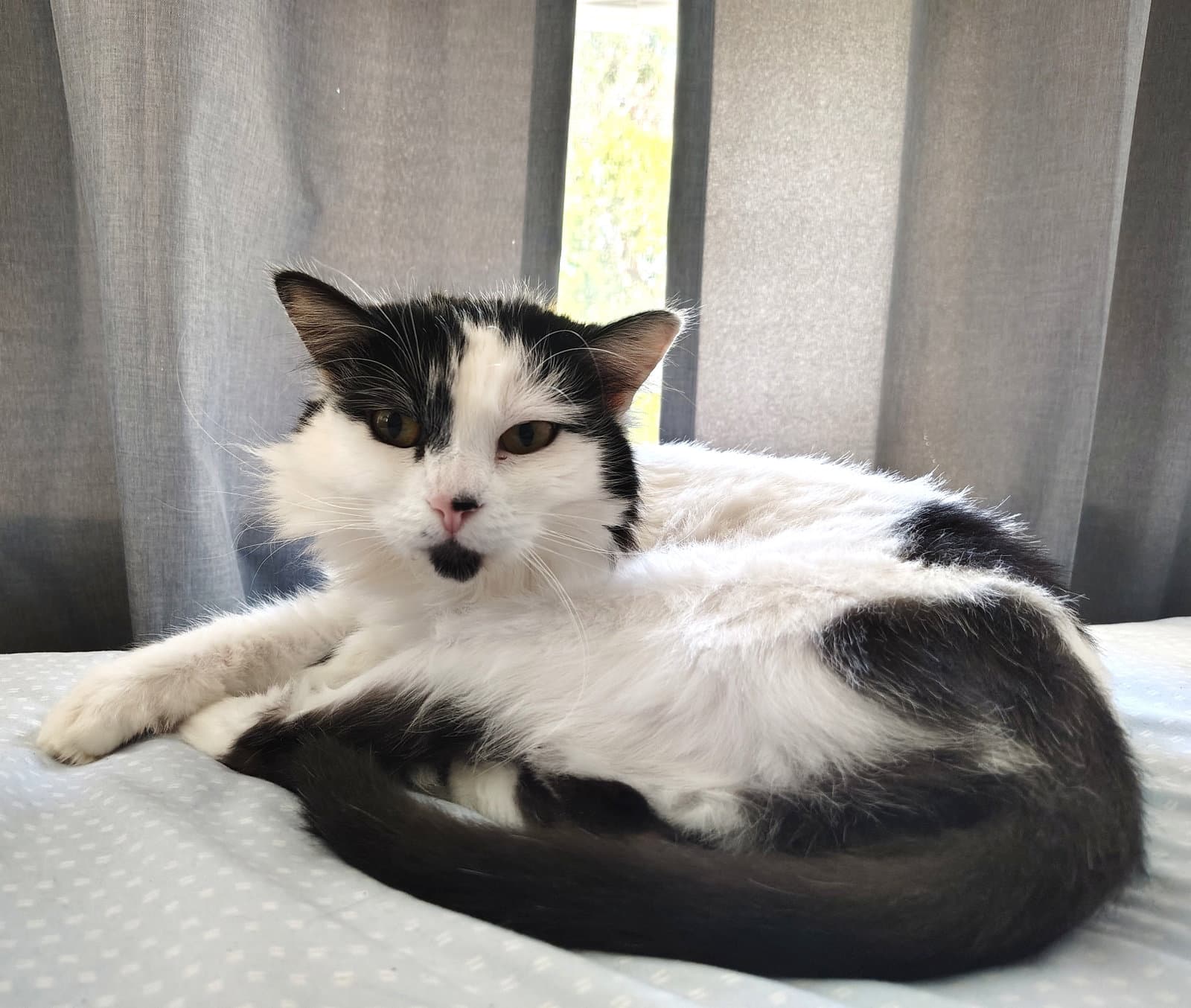 Sundae Bonded With Milkshake - Domestic Long Hair