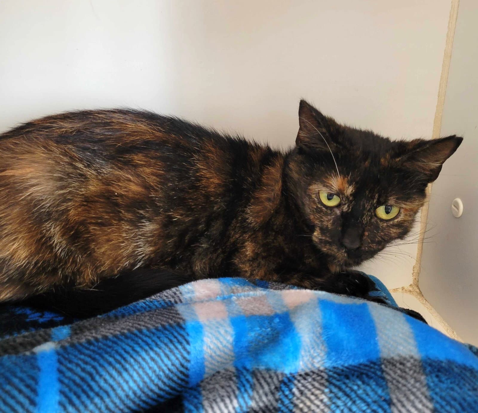 Twix - Tortoiseshell
