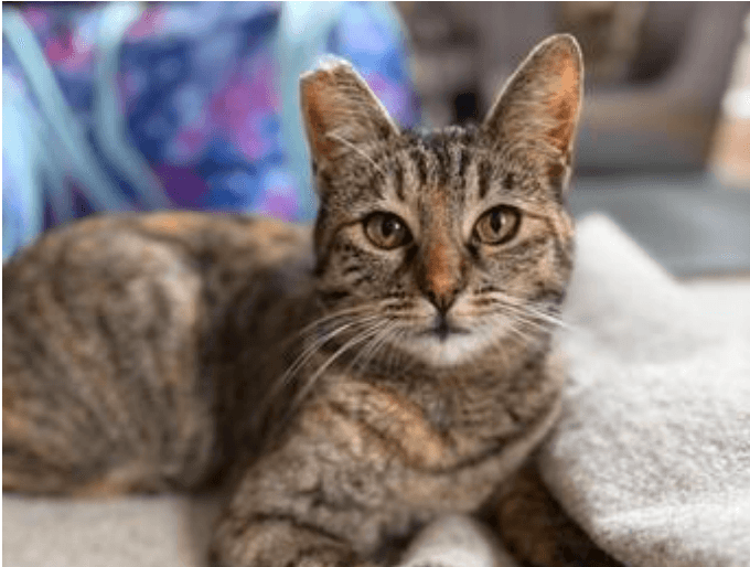 Bubbles Bonded With Ella - Domestic Short Hair