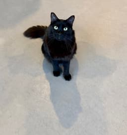 Fritz image 2