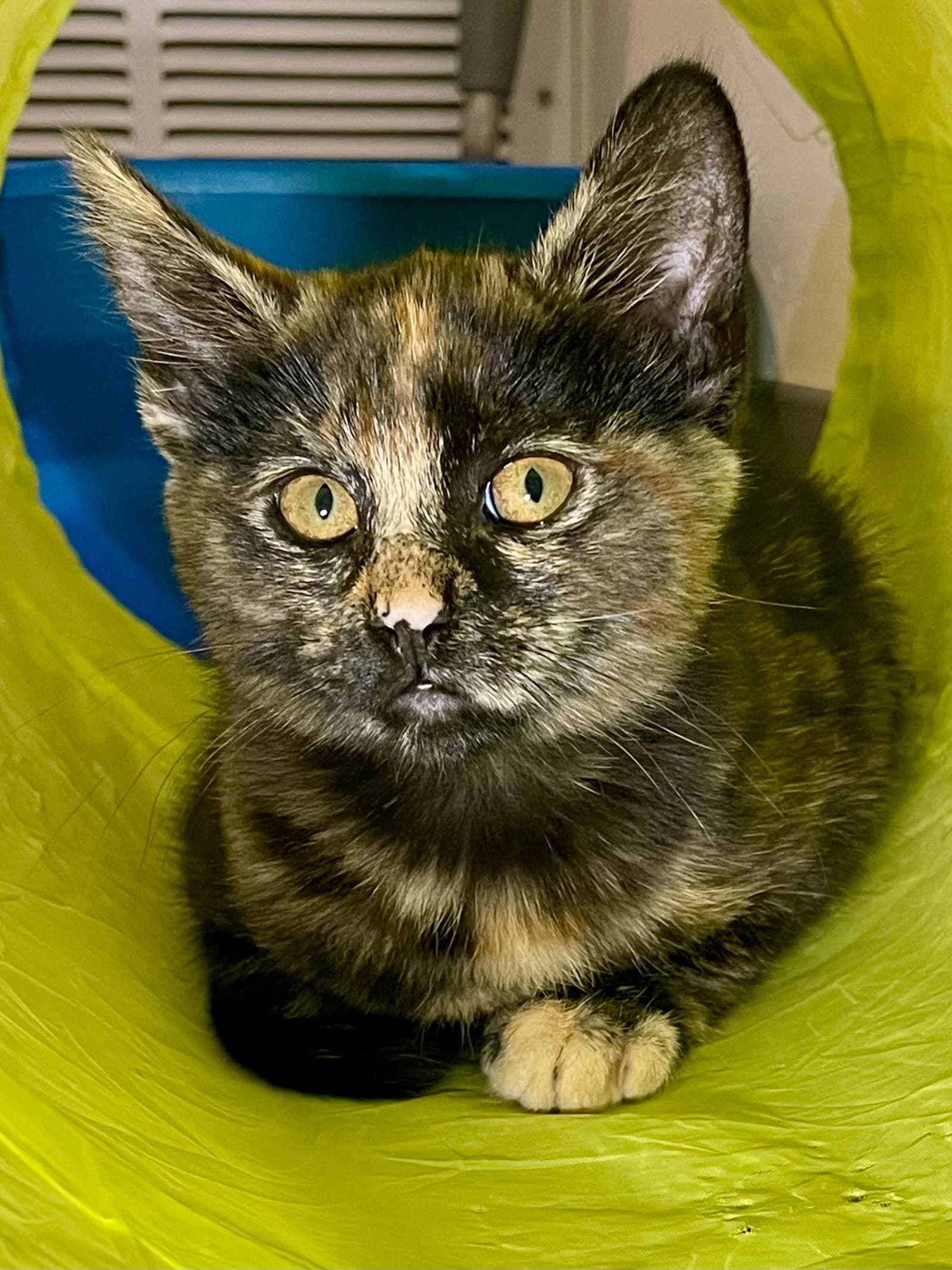 Snickers - Domestic Short Hair