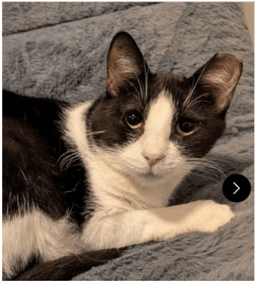 Angelita image 1