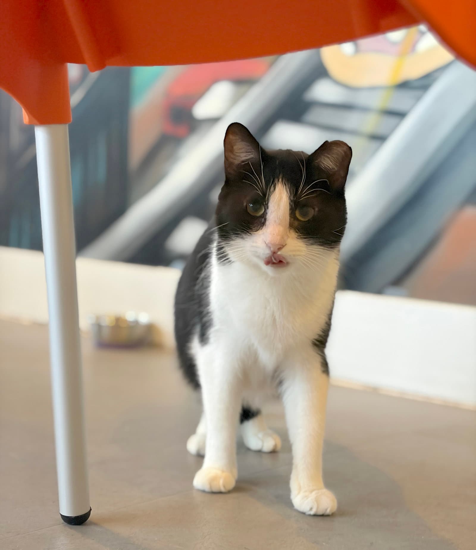 Angelita - Domestic Short Hair