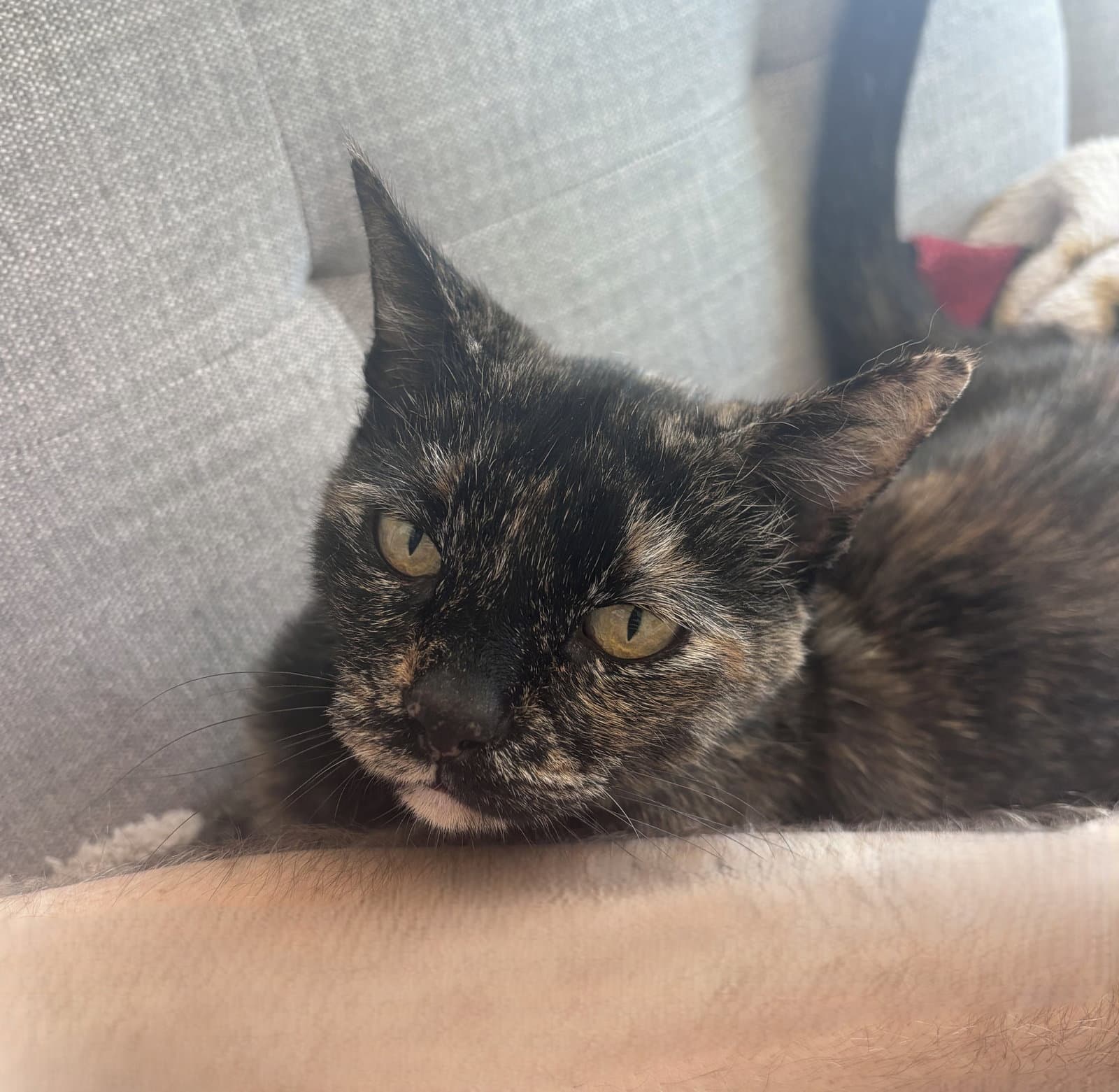 Cece - Tortoiseshell