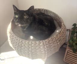 Cece image 3