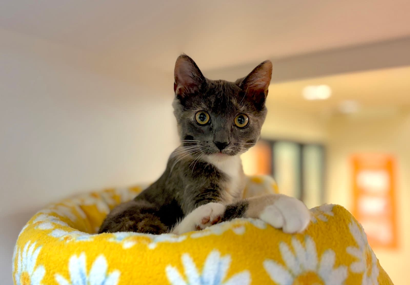 Carina Bonded With Vela - Domestic Short Hair