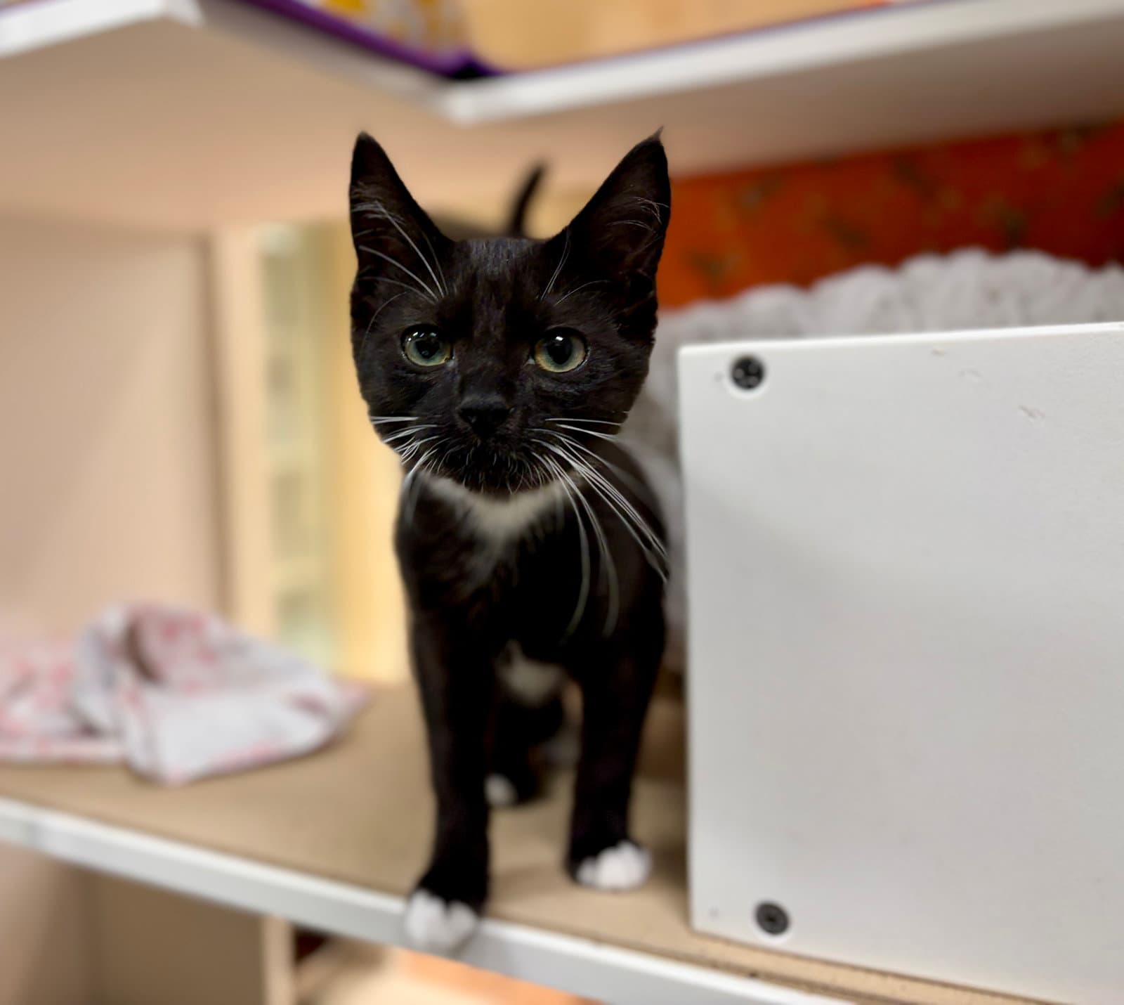 Vela Bonded With Carina - Domestic Short Hair