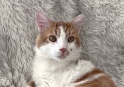 Butterscotch image 1