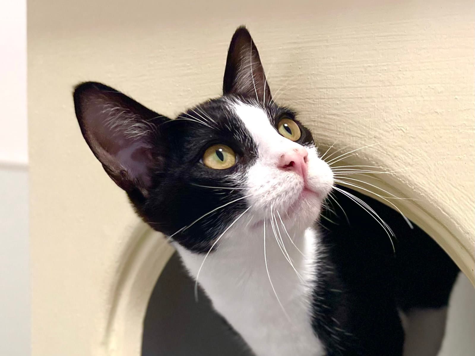 Chico Bonded With Kingston - Domestic Short Hair