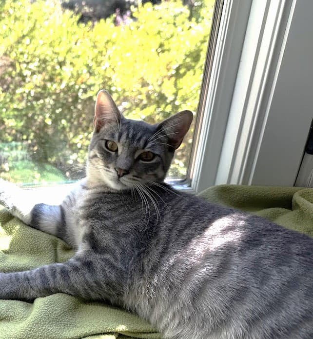 Paneer Bonded With Brie - Domestic Short Hair