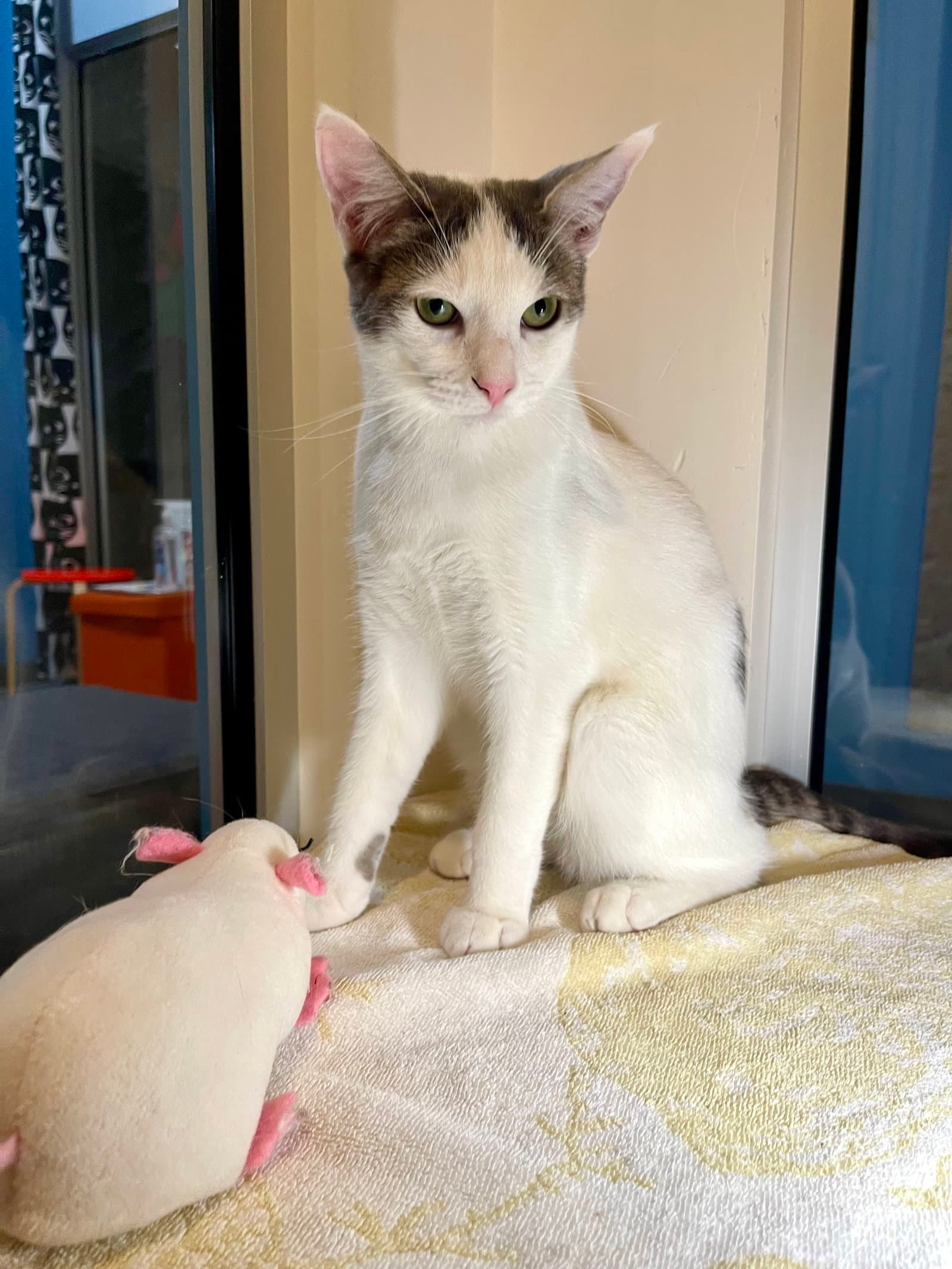Duck Bonded With Pigeon - Domestic Short Hair