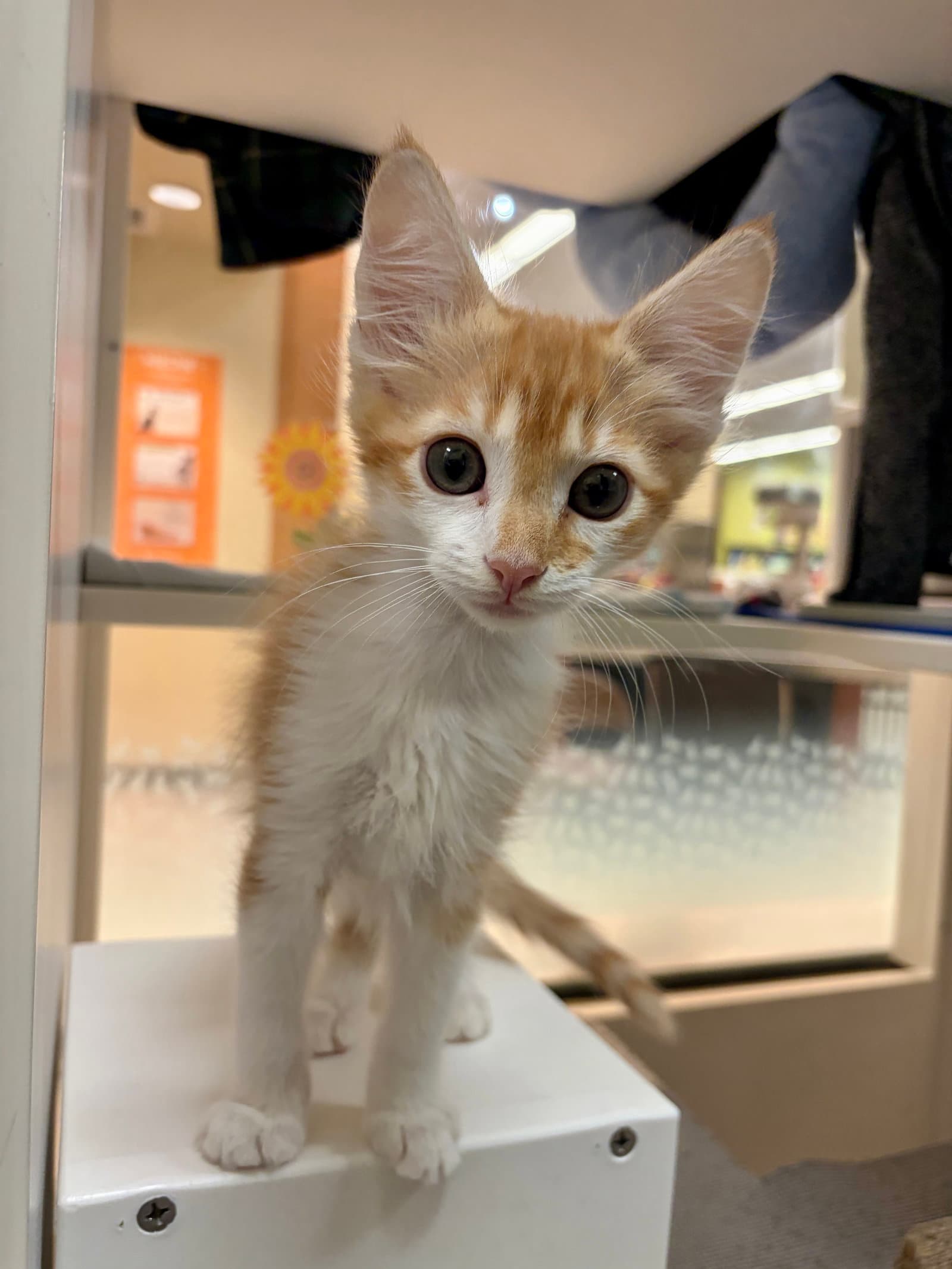 Bogey - Domestic Medium Hair
