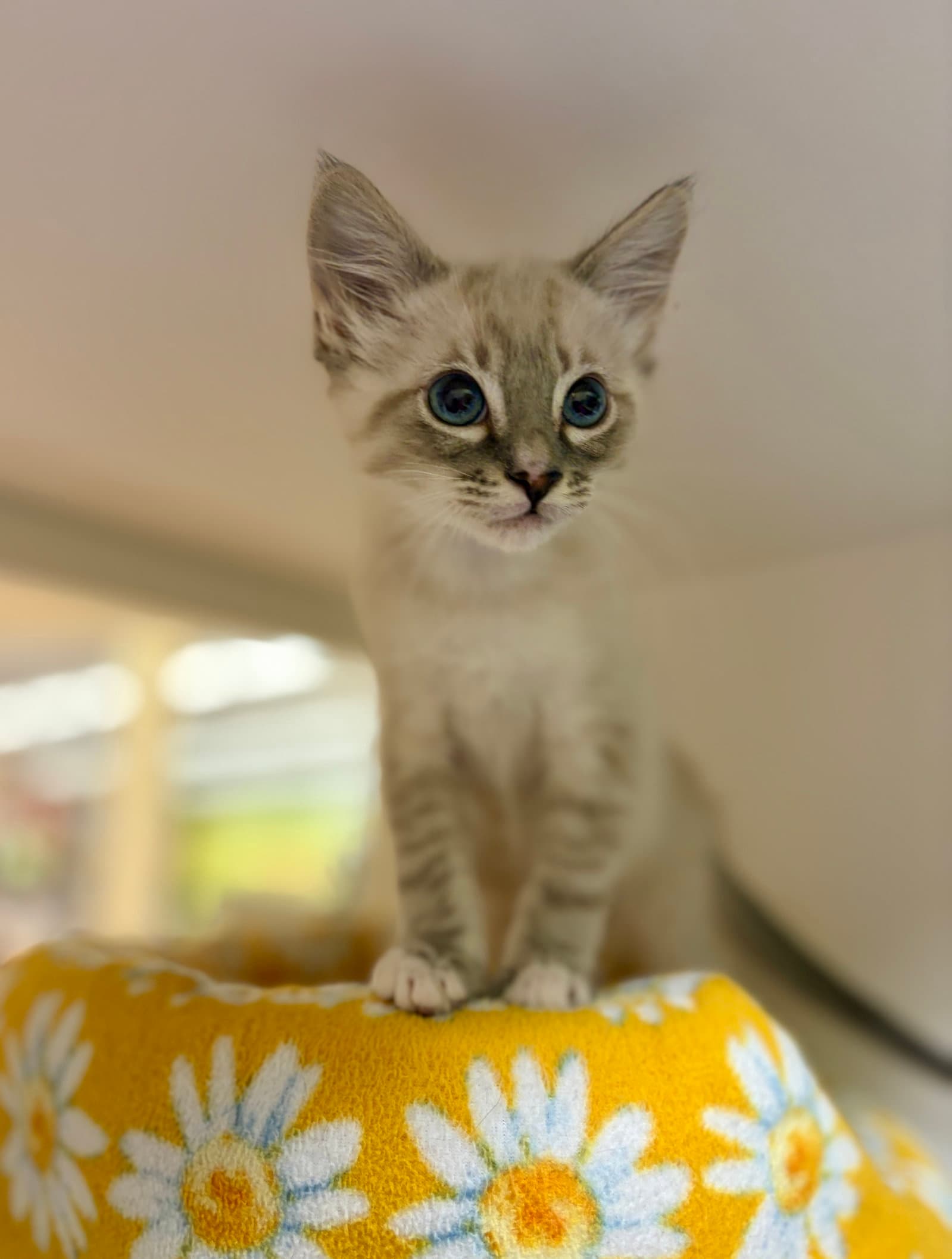 Mulligan - Domestic Medium Hair