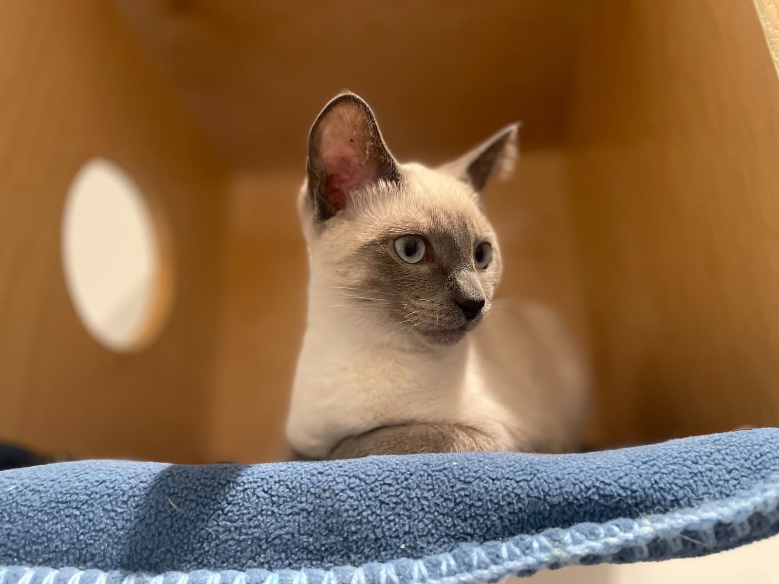 Tahoe Bonded With Wonder - Domestic Short Hair