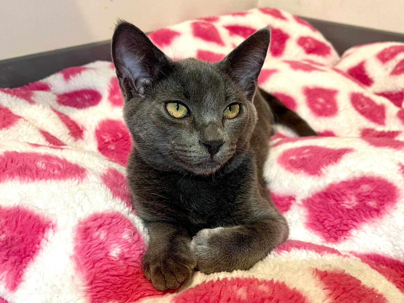 Big Bear Needs To Be Adopted With Littermate - Domestic Short Hair