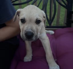 Archie image 1