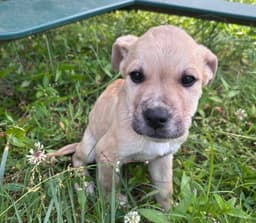 Archie image 2