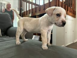Bandit image 2