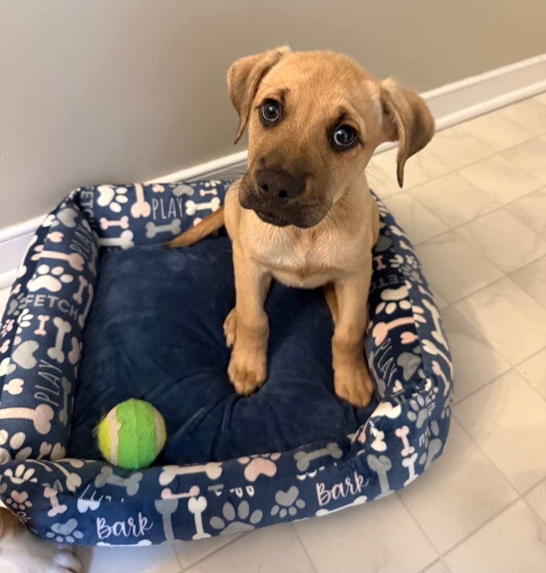 Tanner - Boxer