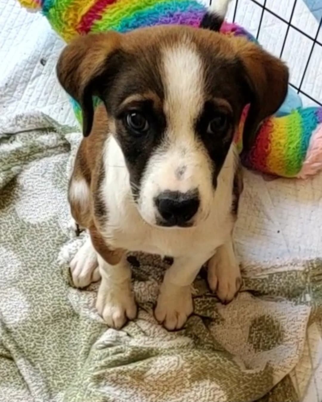 Zori - Boxer