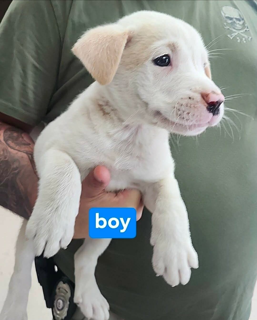 Ghost - American Staffordshire Terrier