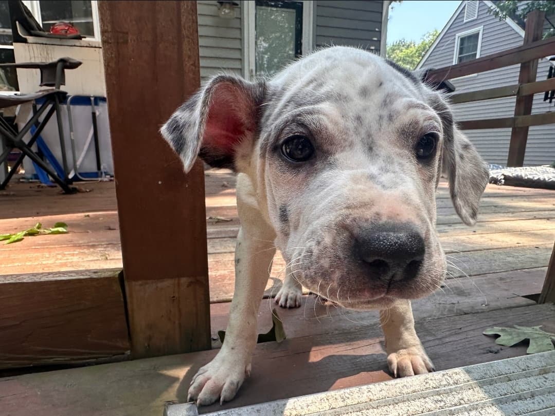 Etta - American Staffordshire Terrier