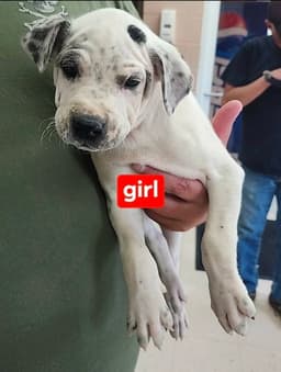 Etta image 3