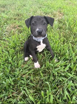 Remi image 1