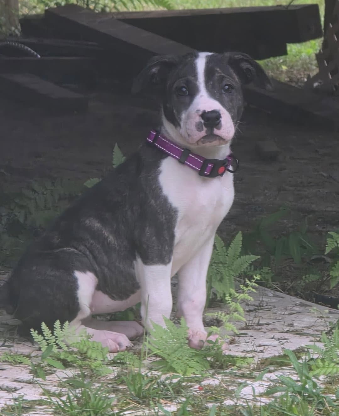 Milkshake - American Pit Bull Terrier