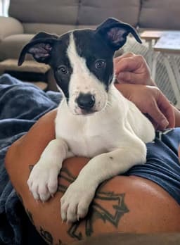 Pickles image 1