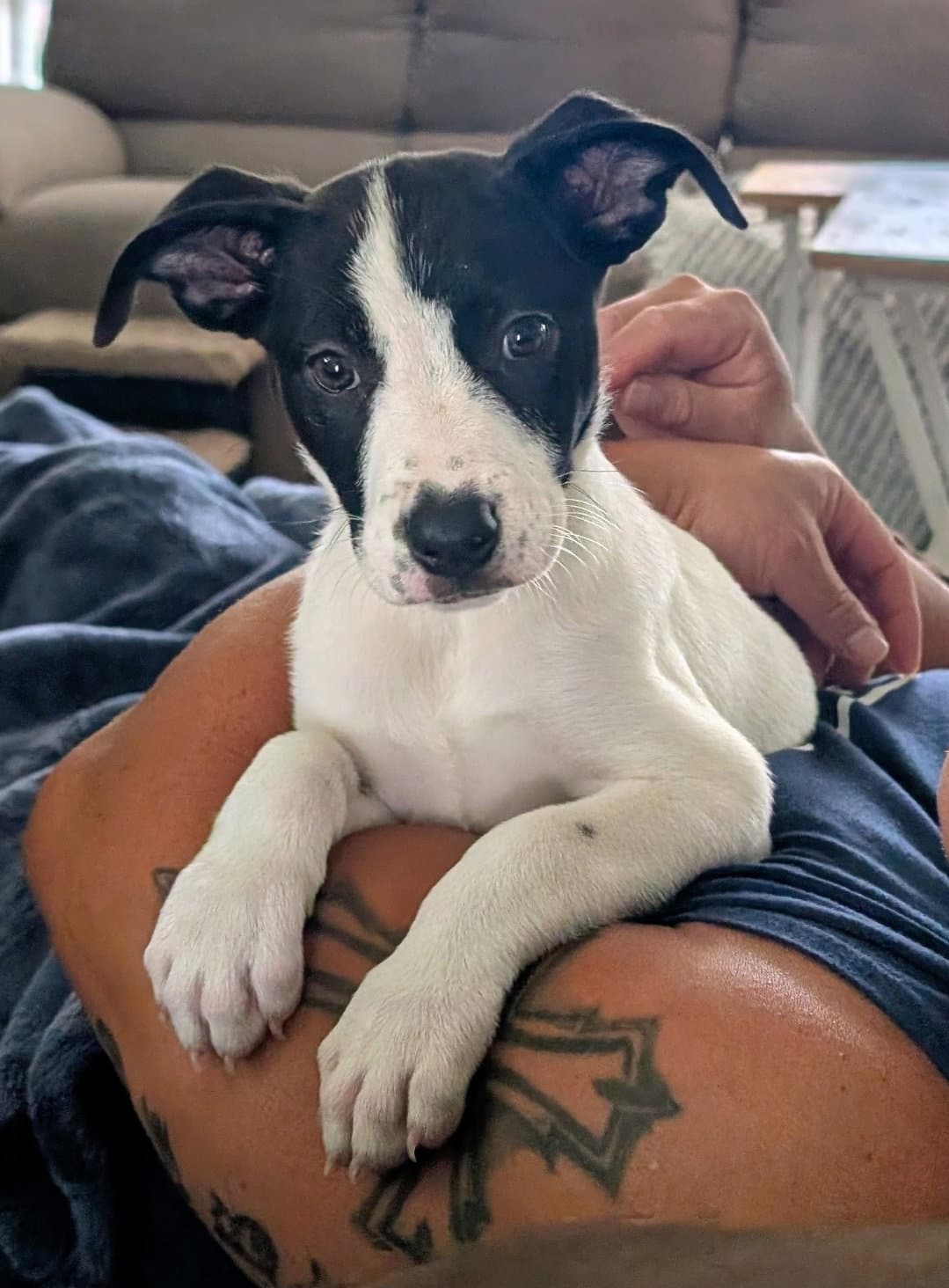 Pickles - American Pit Bull Terrier