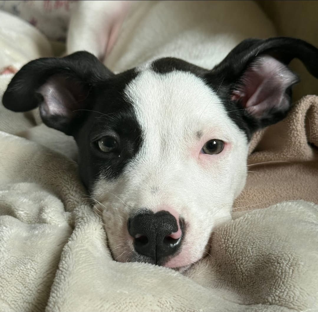 Hero - American Pit Bull Terrier