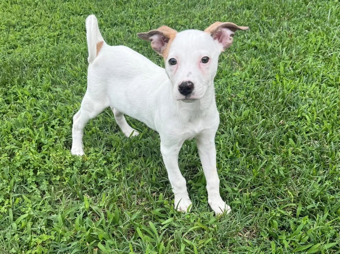 Biscuit - American Pit Bull Terrier