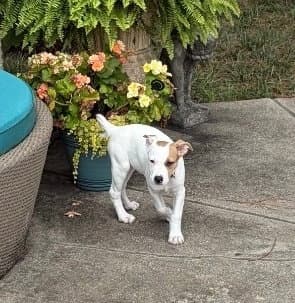 Willow - American Pit Bull Terrier