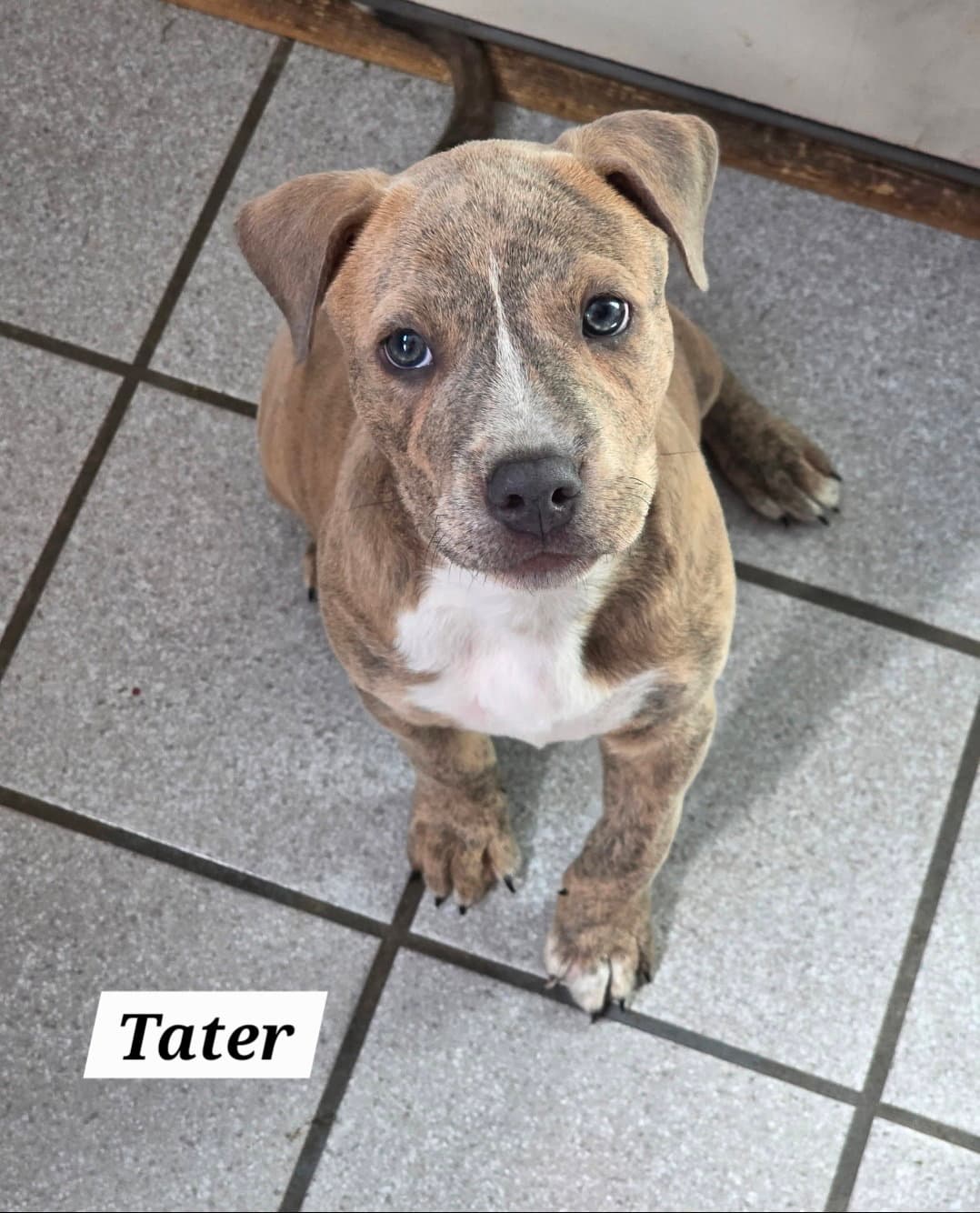 Tater - American Staffordshire Terrier