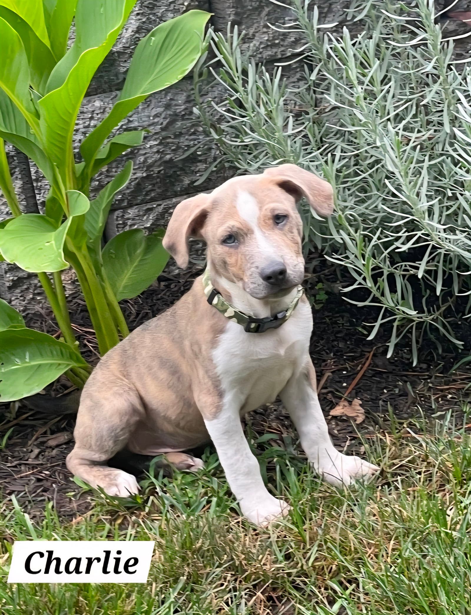 Charlie - American Staffordshire Terrier