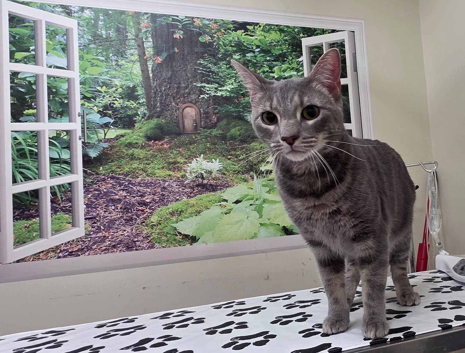 Grady - Domestic Short Hair