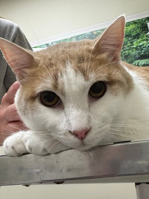 Comet - Domestic Short Hair