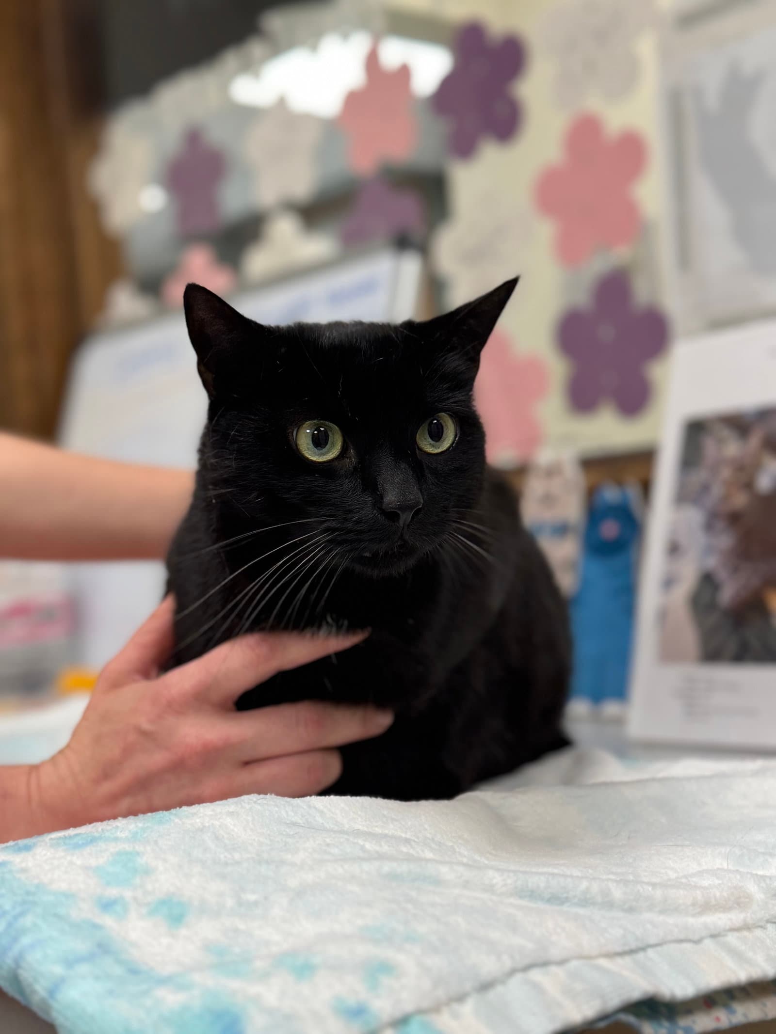 Spunky - Domestic Short Hair