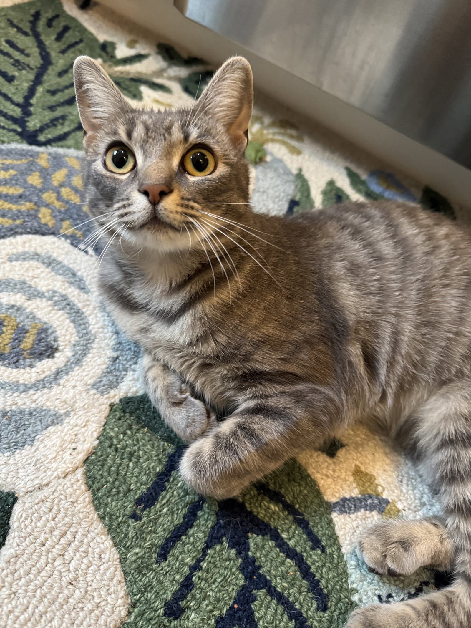 Sarah - Domestic Short Hair