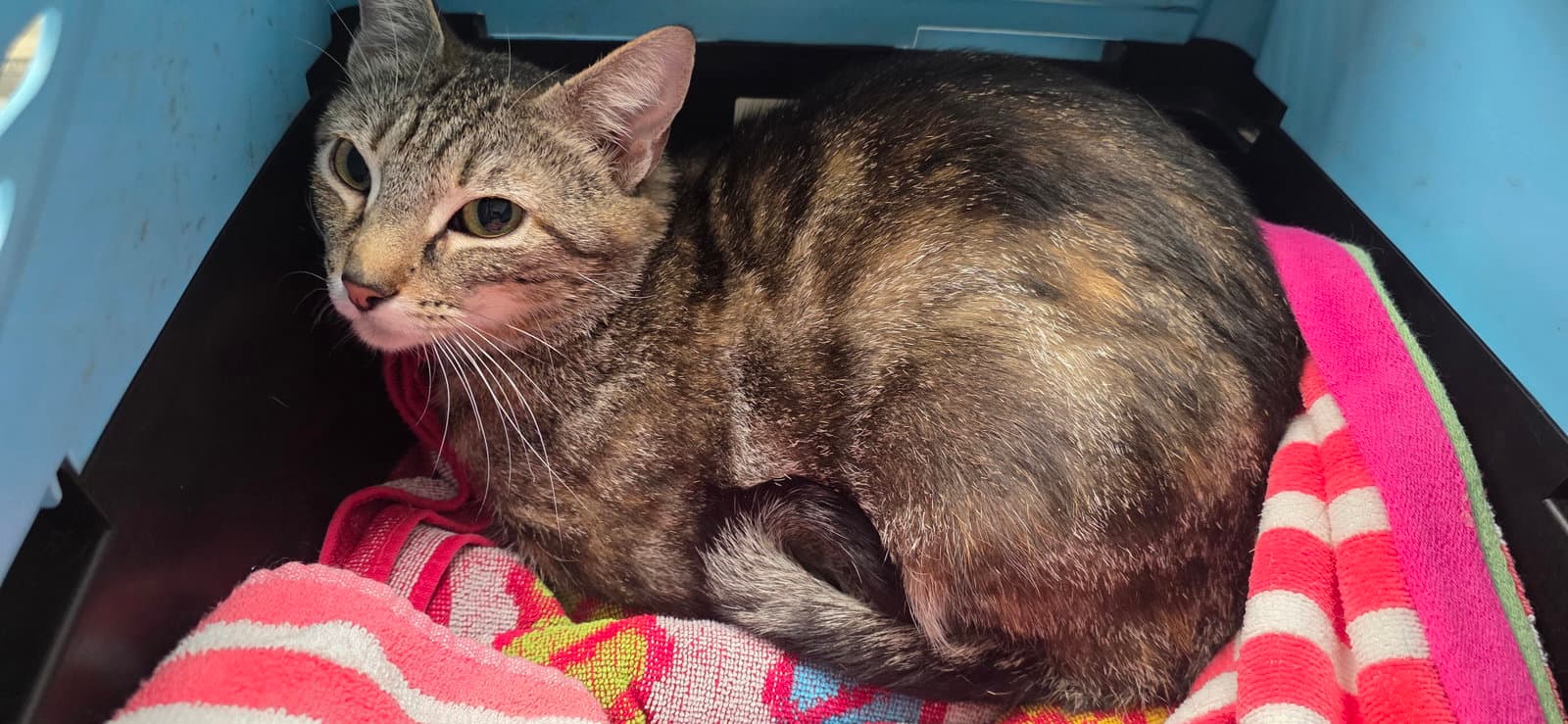 Piper - Domestic Short Hair
