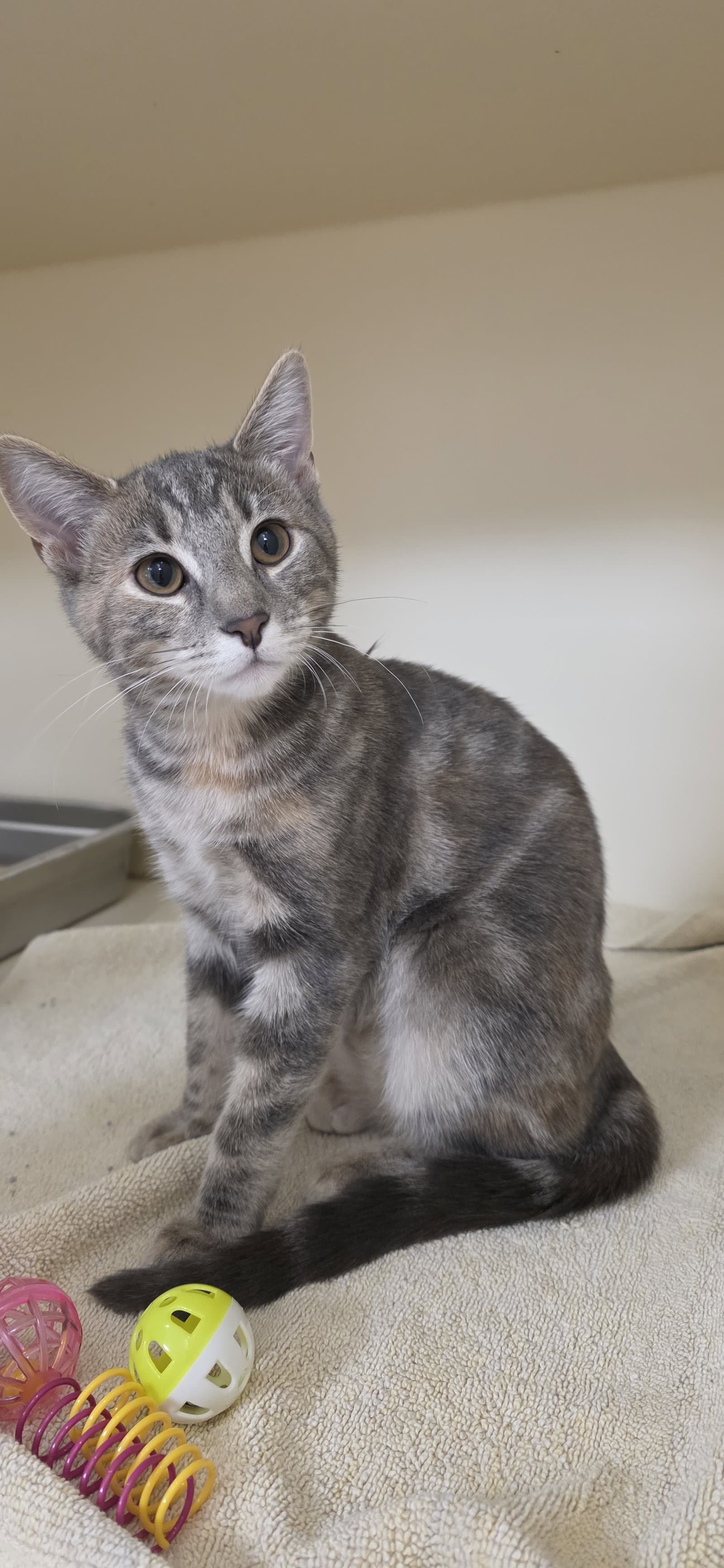 Poppy - Domestic Short Hair